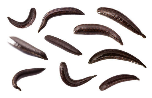 10 Hirudo Orientalis Leeches