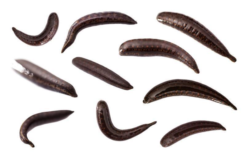 300 leeches of different sizes - wholesale special offer
