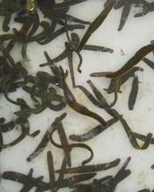 175 Leeches - Special Offer 'Nihad'