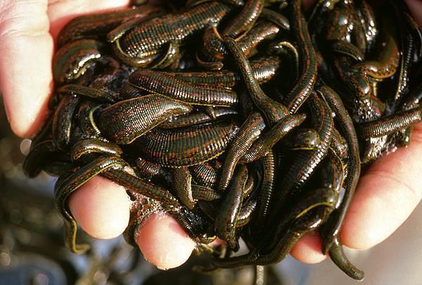 180 Leeches - special offer 'King's Valley'