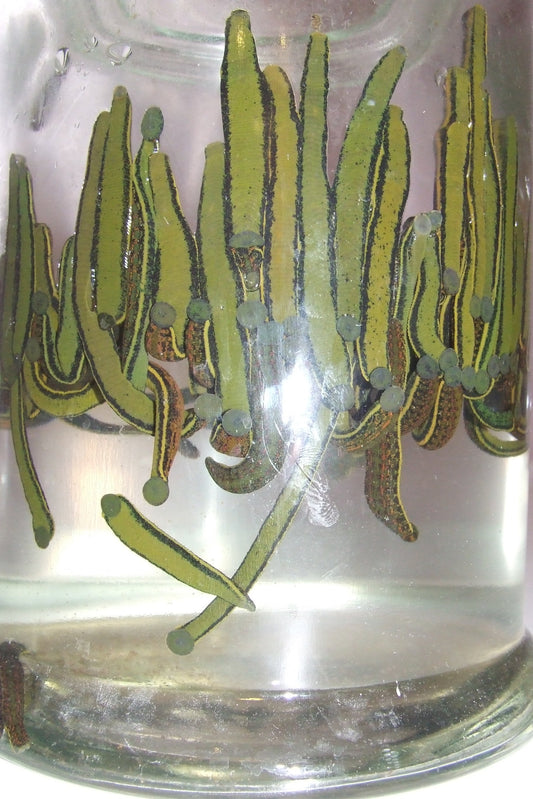 100 Hirudo Medicinalis leeches of various sizes - special offer 'Piyavki'