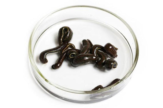 12 Medium Size Leeches for Hirudotherapy